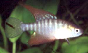 Aquaristik Simpsonichthys Michael Schlüter